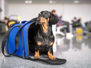 Obedient dachshund dog sits in blue pet carrier in an airport