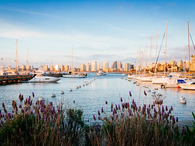 Punta del Este pier with lavender flowers in the foreground and boats and yachts in the background in the afternoon, with cityscape. Uruguay