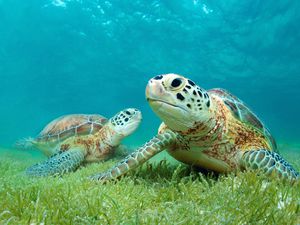 Young green sea turtles rest among sea grasses