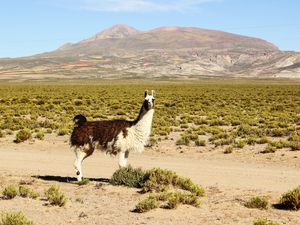 A llama in the Atacama Desert in front of a mountain