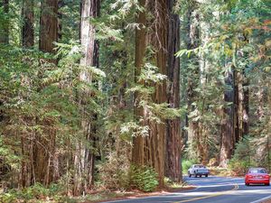 Cars Driving on the Avenue of the Giants