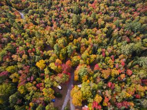 Colorful Autumn trees in the Adirondacks New York