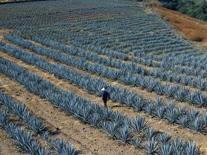 Man walking through agave fields in the town of Tequila, near Guadalajara, Jalisco State, Mexico.