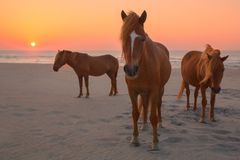 Three wild horses on Assateague Island