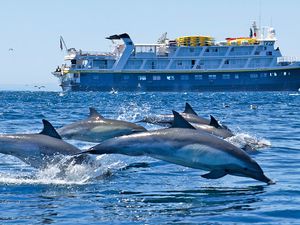 Dolphins in Baja California.