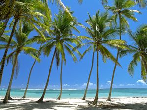 Row of coconut palms on a beach
