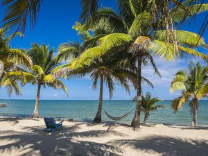 Hammock slung between two palm trees in Belize.