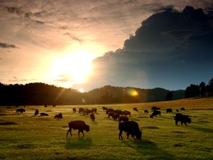 Bison roam the Black Hills of South Dakota