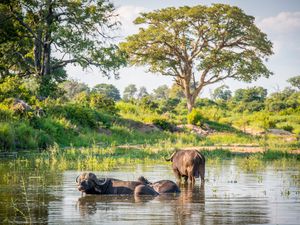 Three buffalo sitting in a pool in Kruger national Park