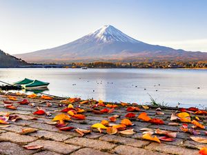Colourful Sakura Leaves falling in Autumn with Fuji Mountain Background at kawaguchiko Lake, Japan