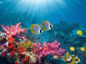 Coral reef scenery with tropical fish