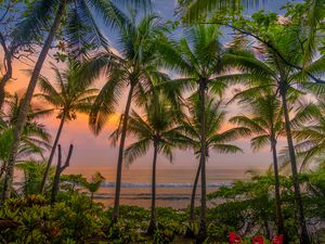 Tropical Sunset through palm trees in Corcovado National Park, Costa Rica
