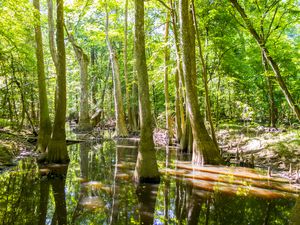 cypress forest and swamp of Congaree National Park