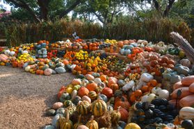 pumpkings piled up at the Dallas Arboretum