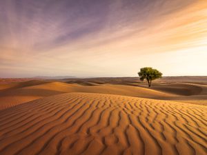 lonely tree in the desert of oman