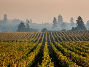 Rows of grapes in a california vineyard with smoke in the air from wildfires