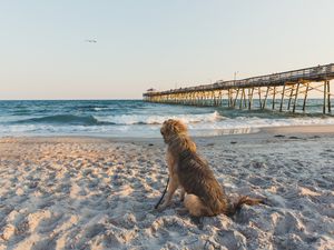 Dog Vacation, Dog on Beach, Pet Friendly Travel
