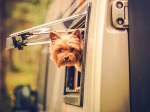 Dog sticking his head out RV window