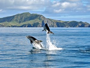 Dolphins In The Bay Of Islands
