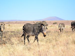 Herd of Cape mountain zebras, Mountain Zebra National Park