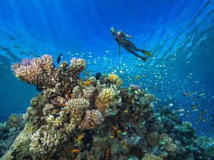 Egypt, Red Sea, Hurghada, young woman snorkeling at coral reef