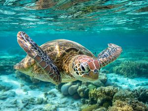 Front view of a green sea turtle swimming towards the camera as it glides underwater over the great barrier reef.