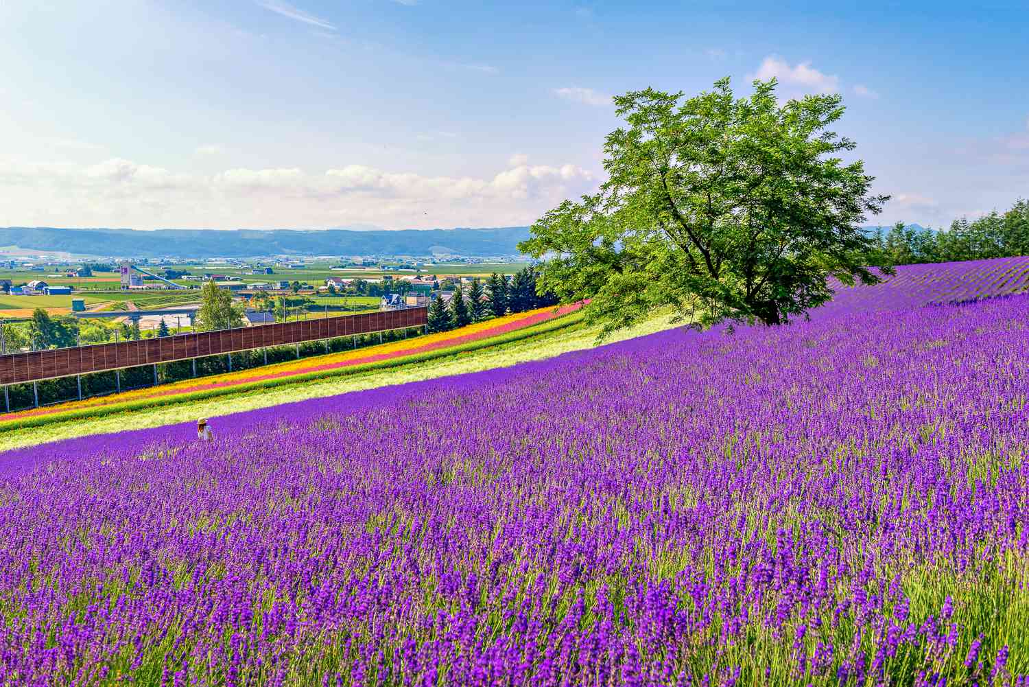 Lavender fields in Furano