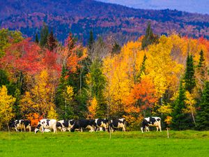 Cows Grazing in Rural Vermont in the Fall