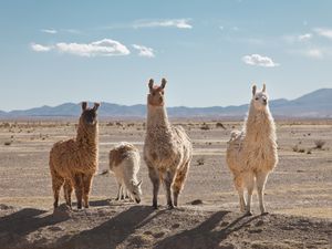 Llamas in the high desert