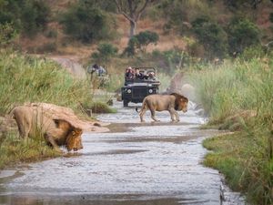 Two male lions cross a river in front of a safari vehicle