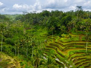 Aerial photograph of the Tegallalang Rice Terraces on Bali