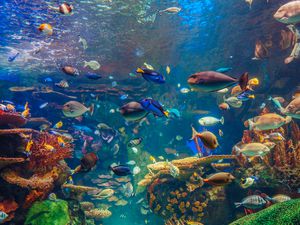 Tropical aquarium with fish