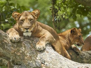 Tree-climbing lions in Queen Elizabeth National Park, Uganda