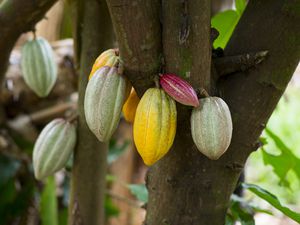 Cacao pods on a Hawaii farm