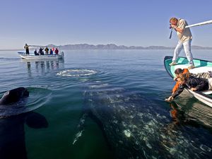 Mexico, Baja California State, sea of Cortez, listed as World Heritage by UNESCO, Magdalen bay, gray whale (Eschrichtius robustus) and tourists, whale watching