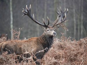 Red deer standing in a thicket of bracken, England