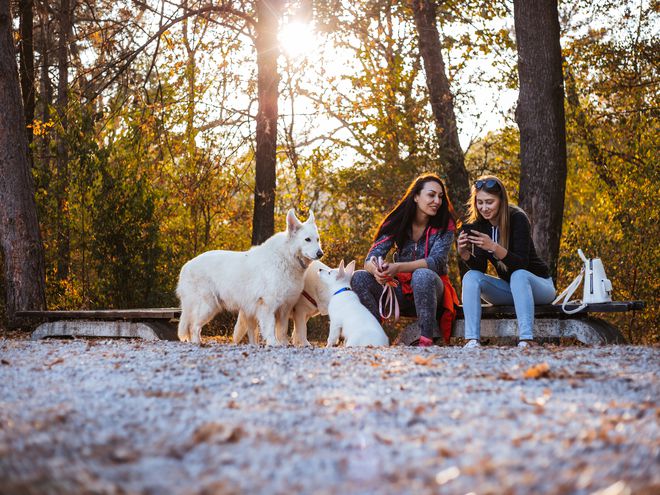 two women at dog park during sunset play on smartphone while white dog sniffs