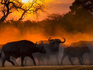 African Safari Cape Buffalo Sunset Kruger National Park South Africa 