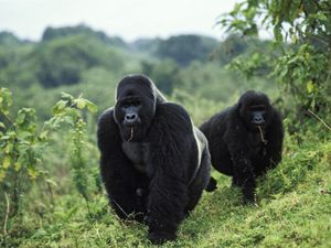 Mountain gorillas foraging in Virunga National Park, DRC