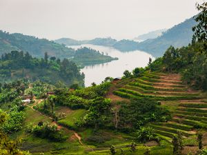 Rwandan landscape with tea plantations and lake