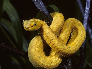 Eyelash Viper Bothriechis schlegelii, in Costa Rica