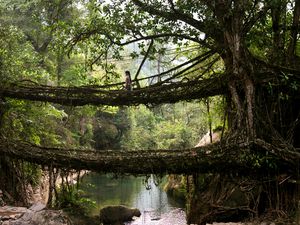Living tree root bridge in Nongriat Village