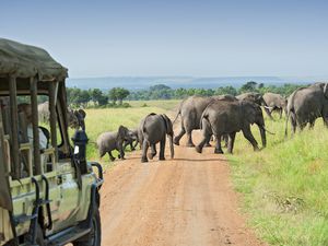 Safari car is waiting for crossing Elephants