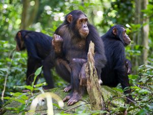 Three adult chimpanzees in Gombe National Park, Tanzania