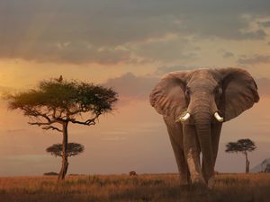 Giant Male elephant in Masai Mara Reserve