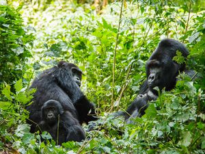 Gorilla family in the forest, Volcanoes National Park, Rwanda