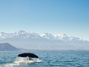 New Zealand, Canterbury, Kaikoura, View of whales tail fin