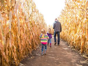 Corn maze in Seattle