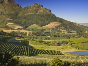 Vineyards with mountain backdrop, Stellenbosch, South Africa