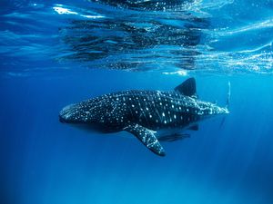 Africa&#39;s Best Destinations for Swimming with Whale Sharks